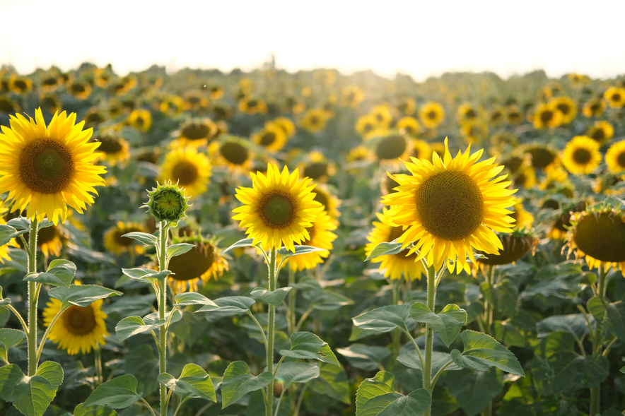 Sunflower field Ukraine